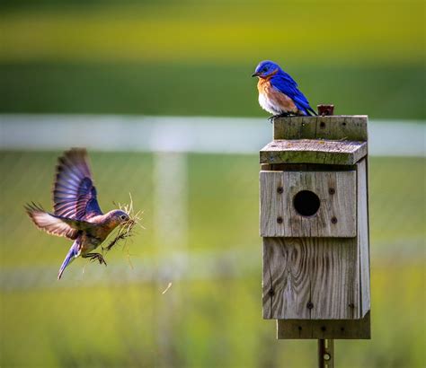 Birds Images · Pexels · Free Stock Photos