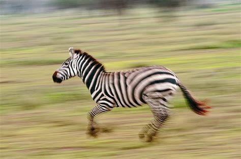 Plains zebra running Photograph by Science Photo Library - Fine Art America