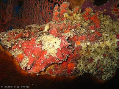 Fish Index: Stonefish (The Most Venomous Fish In The World)