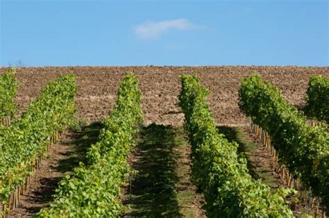 Getting into viticulture - South East Farmer