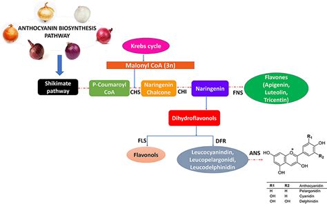 Frontiers | Onion anthocyanins: Extraction, stability, bioavailability, dietary effect, and ...