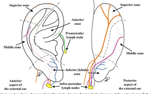 Figure 4 from Lymphatic drainage of the external ear. | Semantic Scholar