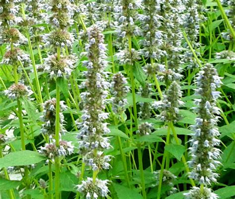 Anise Hyssop Blue Spike Agastache Foeniculum Seeds