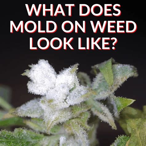 What Does Mold On Weed Look Like? (Plus Prevention Tips)