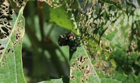 Japanese Beetle Biological Control Release | Denver Botanic Gardens