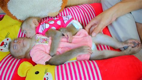 Cutes baby Monkey - Sleeping On Beautiful Mattress - Cute Two Monkey Sleeping Well - YouTube