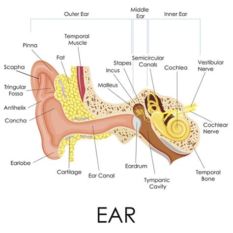 6 Little-Known Problems That Affect Hearing and Balance