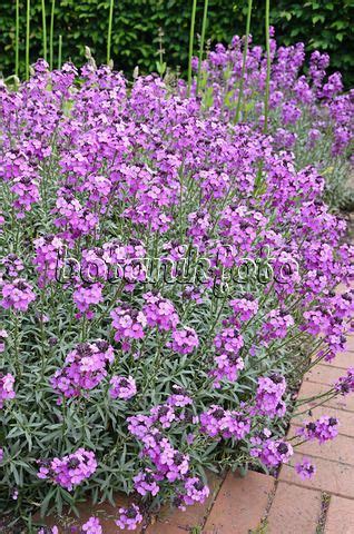 Bedding Plants Purple - Garden Plant