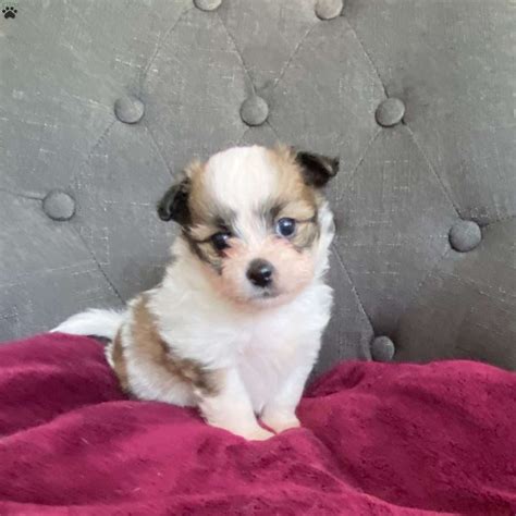 Shih-Pom Puppies For Sale | Greenfield Puppies