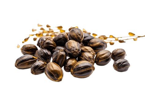 Castor oil seeds isolated on transparent background. PNG file, cut out. AI Generated 27254766 PNG