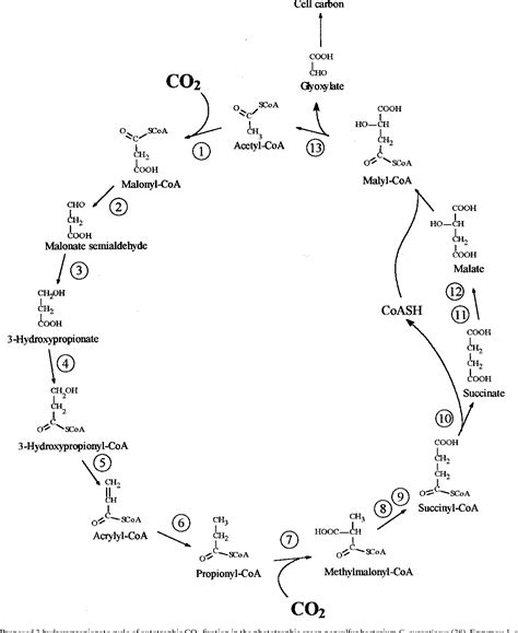 Figure 6 from Presence of Acetyl Coenzyme A (CoA) Carboxylase and Propionyl-CoA Carboxylase in ...