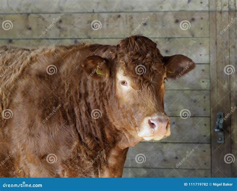 Rare Breed Cattle stock photo. Image of calf, agriculture - 111719782