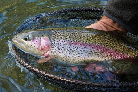 Trout Fish Farming: The Way Forward – Kashmir Observer