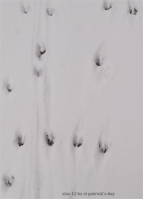 Size 12 by St Patrick's Day!: Deer Tracks in Snow Spokane