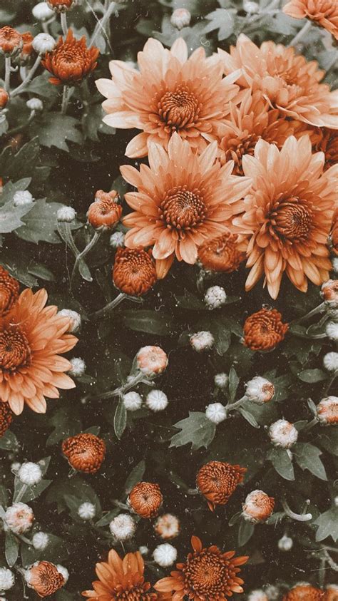 √ Tumblr Flower Backgrounds