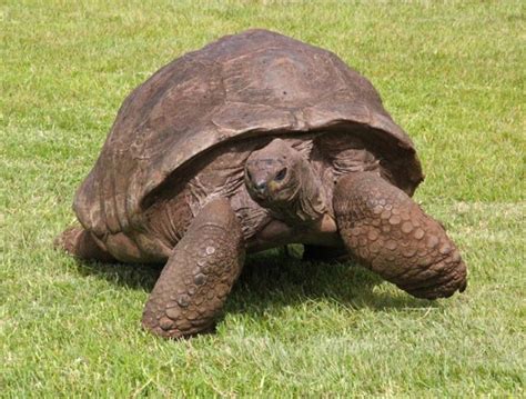 Meet Jonathan, the world’s oldest tortoise - Yummypets