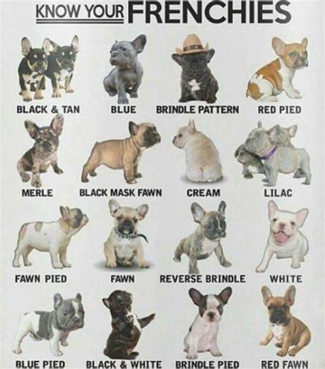 Know your Frenchies | French bulldog puppies, Bulldog puppies, Cute puppies