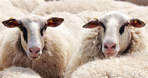 A flock of sheep with wool image - Free stock photo - Public Domain photo - CC0 Images