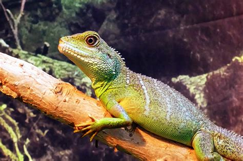 Free picture: lizard, reptile, nature, wildlife, camouflage, zoology, dragon, eye, iguana