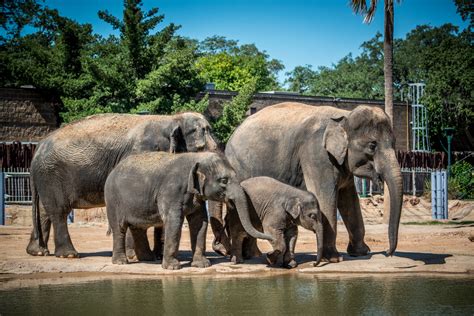 Asian Elephant - The Houston Zoo