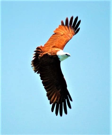 Birds - Australian Photography