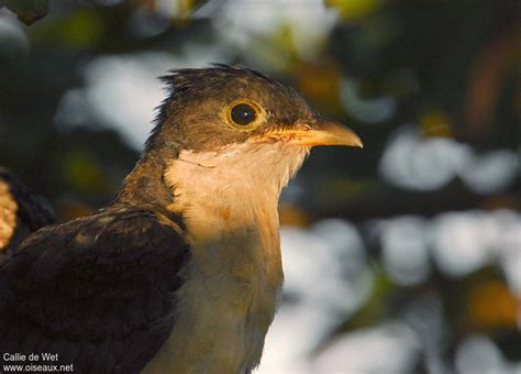 Jacobin Cuckoo - Clamator jacobinus juvenile - cadw20485