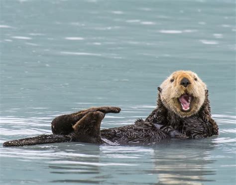 Where Did Oregon's Otters Go? Teeth Suggest an Answer