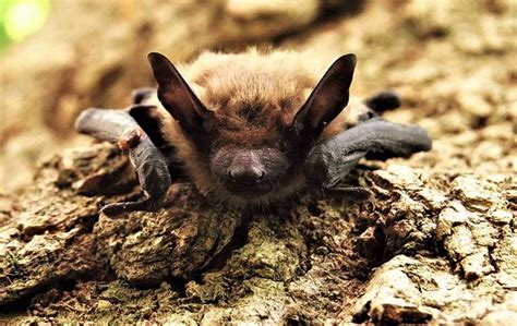 Monmouth County's Helpful Brown Bat Control Guide | Alliance Pest Services