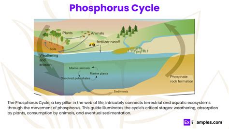 Phosphorus Cycle - Definition, Steps, Importance, FAQS