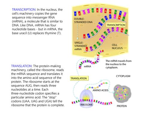 Dna Transcription And Translation Diagram