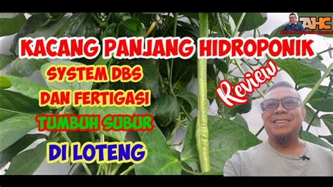 Review Tanaman Kacang Panjang Hidroponik System DBS dan Fertigasi - YouTube