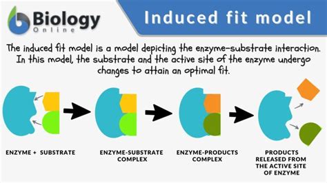 Induced fit model - Definition and Examples - Biology Online Dictionary