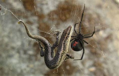 10 Most Venomous Spiders in the World - Toptenz.net