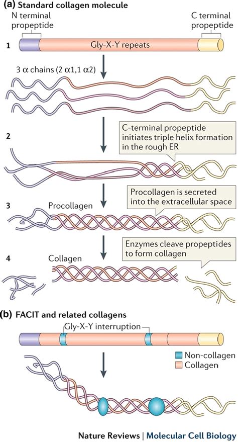 Collagen structure and formation. The standard collagen molecule has ...