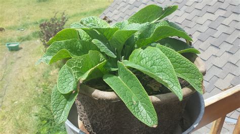 Easy Comfrey Propogation | Natural farming, Manure composting, Comfrey