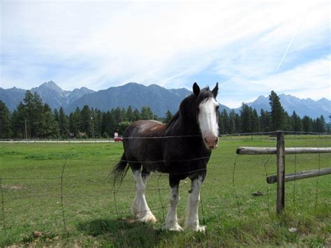 Clydesdale | Clydesdale, Horses, Animals