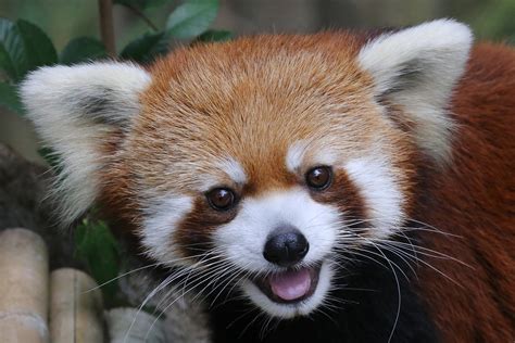 Meet Idgie! | She's Zoo Atlanta's new Red Panda - 9/15/13 (E… | Flickr