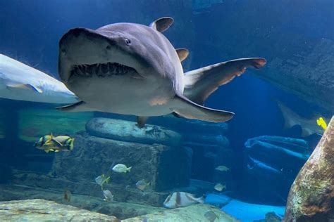 Long Island Aquarium is a Must-See Destination in Riverhead — The Long Island Wave