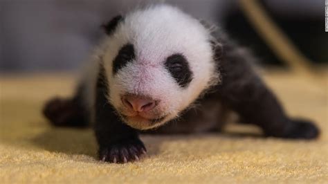 National Zoo baby panda: Watch the adorable gender reveal | CNN Travel