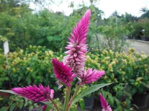 Celosia argentea var. spicata(Flamingo Feathers) - Richard Lyons Nursery, Inc.