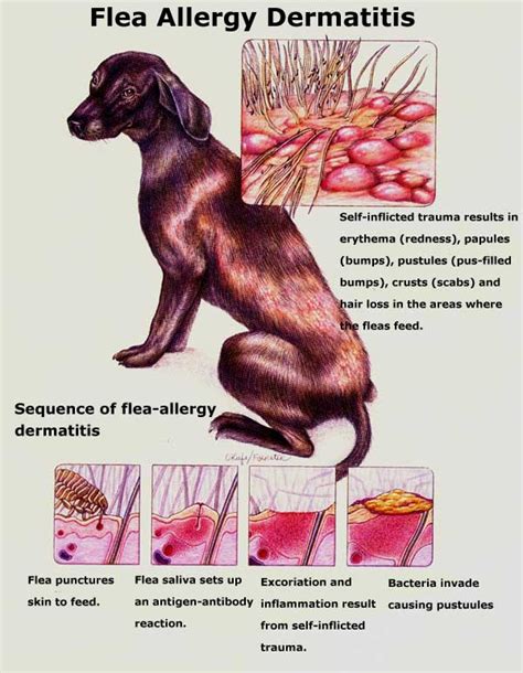 Protecting Dogs from Fleas and Ticks | Australian Dog Lover