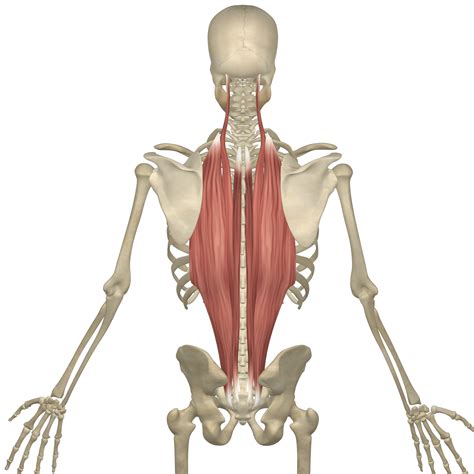 Exploring The Erector Spinae Muscles | 3D Muscle Lab