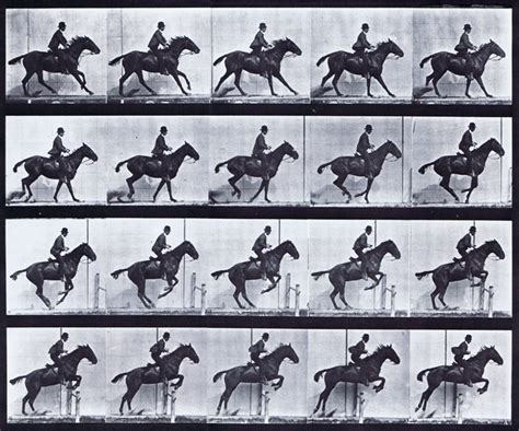 Muybridge Art Refrence - Horse Jumping Hurdle Preparing To Leap Saddled ...