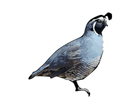 Free Quail Cliparts, Download Free Quail Cliparts png images, Free ...