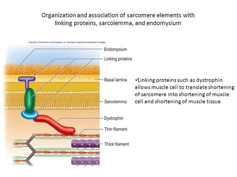 dystrophin protein function Physiology, Biology, Protein, Cell, Muscle ...