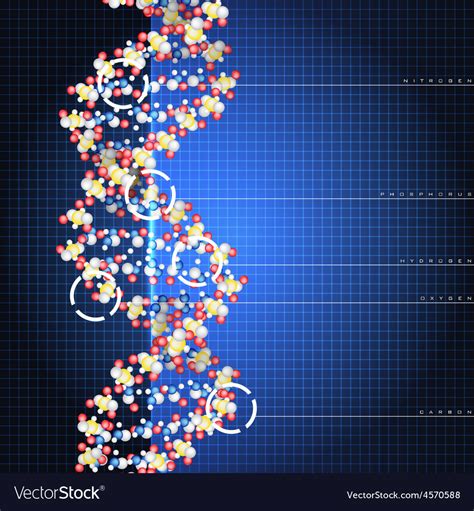 Dna double helix Royalty Free Vector Image - VectorStock