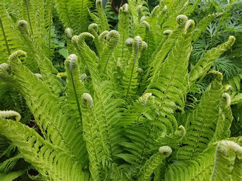 Edible Ferns: Identifying, Growing & Harvesting Fiddleheads