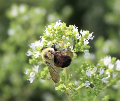 Is This a Pollinator? Five Types of Pollinating Insects You Can Find in Maryland – Maryland Grows