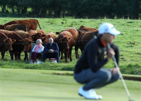 Holy cow! It's a different kind of Moo-viing Day in the Irish Open ...