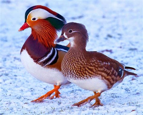 Male and female Mandarin Ducks | Mandarin duck, Pet birds, Duck pictures